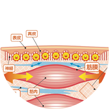 筋膜が整うと血流が改善し、身体の不調も改善